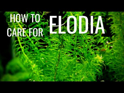 Video: Încântătoare Elodea