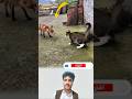 مواجهة غير متوقعة بين القط والثعلب من سينتصر YouTube Shorts 
