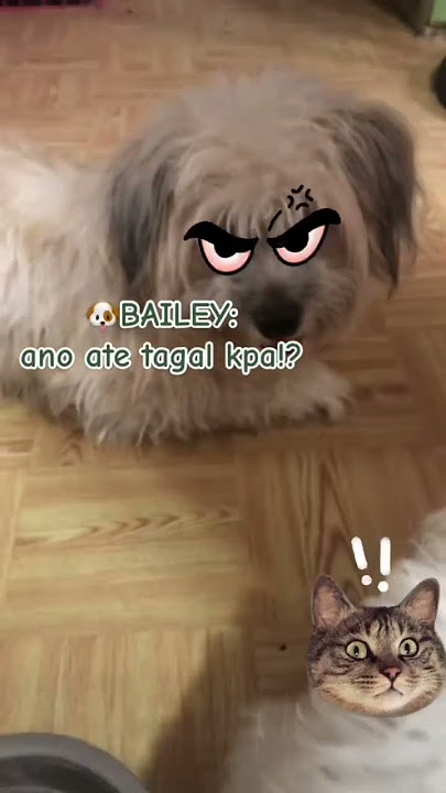 bad mood🐶😂😜 #animal #dogs#dogslife#aspinlovers #dog#everyone #bailey#biik #starky#furmommycrisha8