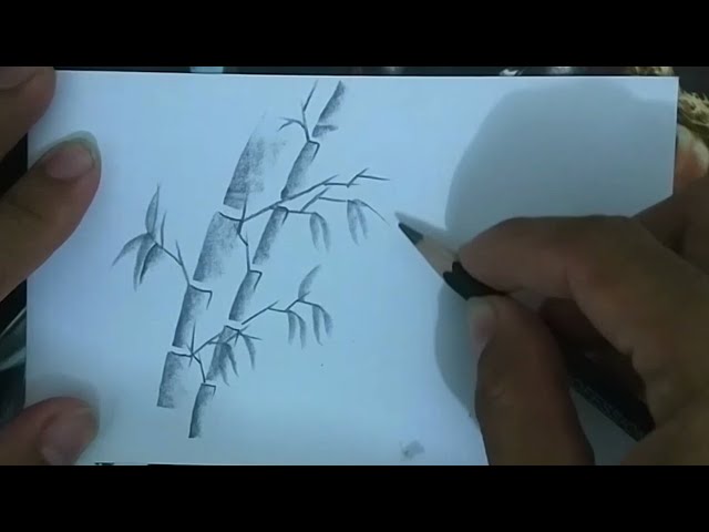 Tekhnik Menggambar Pohon Bambu Menggunakan Pensil Youtube Tekhnik Menggambar Pohon Bambu Menggunakan Pensil Youtube