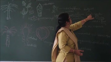 Bio-XI-3-18 Cycas life cycle,  Pradeep Kshetrapal channel