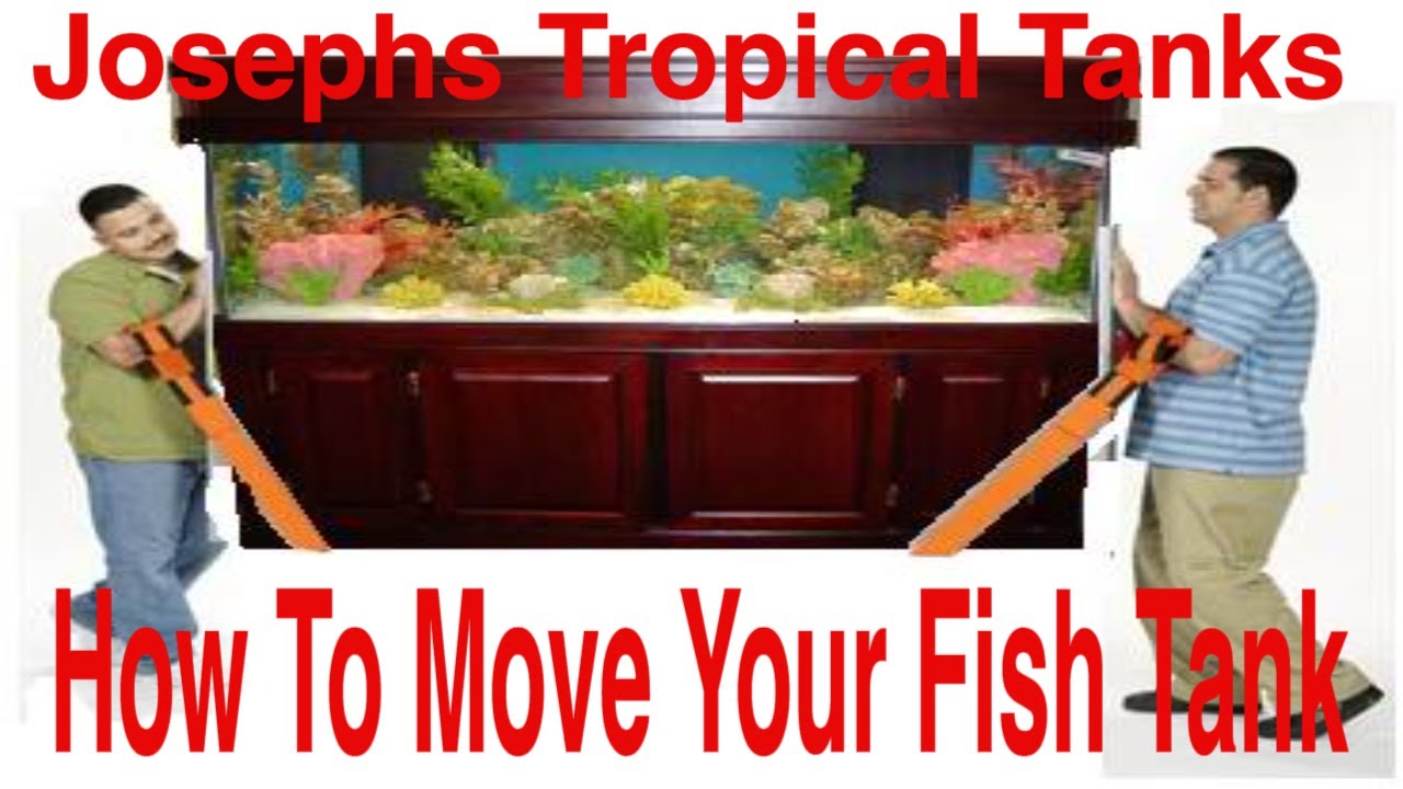 How To Move A Aquarium The Right Way YouTube
