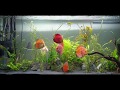 2 Hours of Relaxing Freshwater Planted Discus Aquarium ~ No MUSIC