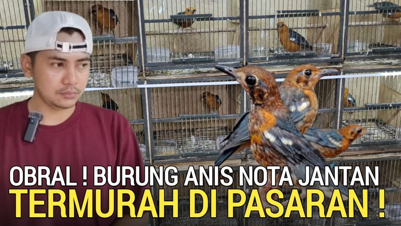 UPDATE ! BURUNG ANIS MERAH TERMURAH DI PASARAN NOTA JANTAN DAERAH JAKARTA TIMUR 