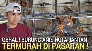 UPDATE ! BURUNG ANIS MERAH TERMURAH DI PASARAN NOTA JANTAN DAERAH JAKARTA TIMUR 