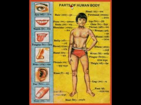 Human Body Parts In Bengali Learn Bengali Through Bengalipodcasts Talkingbees Com Youtube