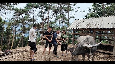 Thăm Biệt thự đồi thông Điếc công tử trâu của anh Ba có thêm đàn. Nguyễn Tất Thắng