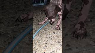 Cooper and the moth fight  | American hairless terrier