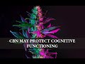 Short 19 dr pam maher  cbn may protect cognitive functions  on the cutting edge health podcast