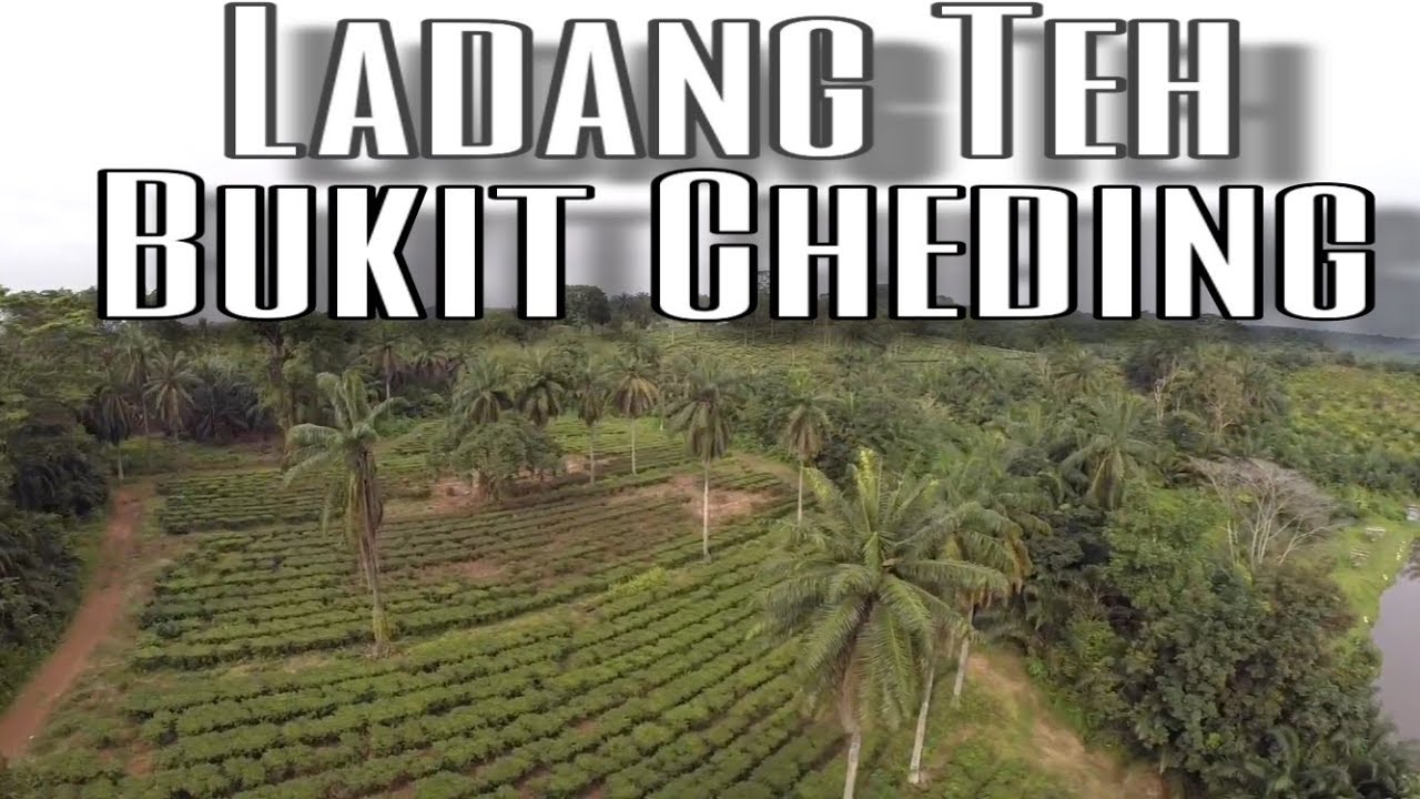 Teh Boh Bukit Seri Cheding