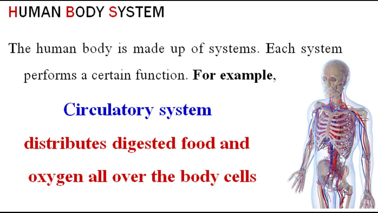 Human body systems YouTube