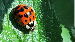 Insect moves like Robo! | Rotates itself! | Ladybug
