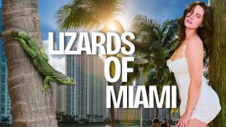 I Went Lizard Watching in Miami!