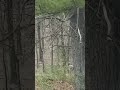 Unknown Creature Terrifies Father and His Children While Filming in the Woods!