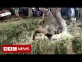 Elephant rescued from deep well in a 14-hour operation - BBC News