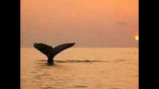 Mermaid (sade) San Diego California