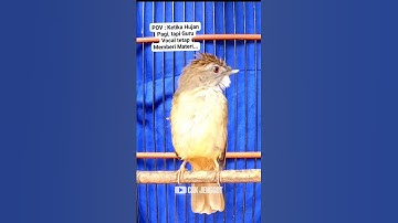 GURU VOKAL SUARA CUCAK JENGGGOT GACOR SANGAT COCOK UNTUK MASTERAN SEGALA BURUNG ‼️