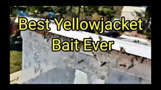 Best Yellowjacket Bait Ever