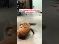 #funny #cat #cats #catlovers #catshorts #catvideos #catmemes #catholic #catlife #divine #1111 #funny