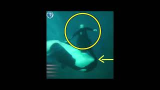 SeaWorld Announces Killer Whale's Death - Suspicion Arises Over Skin Condition