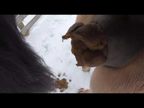 Horse Poop