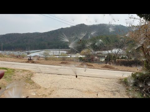 박주가리 씨앗 불어서 날려버리기 