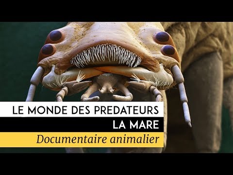 Le monde des prédateurs - La Mare