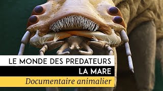 Le monde des prédateurs - La Mare