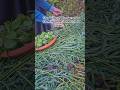 Stop Tilling! The Secret to Growing Massive Mustard Greens 🌱 #shortsvideo #gematifarming #gardening