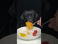 Today S Meal Ended Early Black Labrador The Daily Life Of A Silly Dog Cute Pet Debut Plan