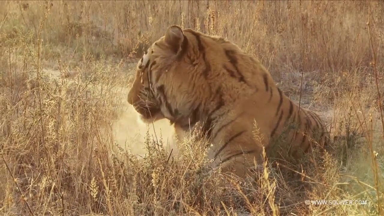 Awesome Savanas Tiger and Guepards Natural Habitat YouTube