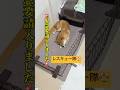 レスキュー隊出動！💨#柴犬 #豆柴 #shibainu #犬 #犬のいる暮らし #shorts