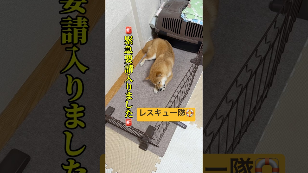 レスキュー隊出動！💨#柴犬 #豆柴 #shibainu #犬 #犬のいる暮らし #shorts