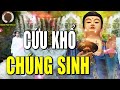 Đức Phật Cứu Khổ Chúng Sinh, Chúng Ta Phải Làm Gì Để Được Phật A Di Đà Cứu Độ, Nên Nghe 1 Lần