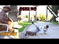 #Cowboy_prank. WHEN THE PRANK GOES WRONG. super funny reactions. lelucon statue prank. luco patun