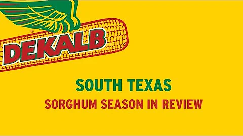 2021 Field Days | South Texas, DEKALB Sorghum Seas...