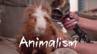 The Largest Guinea Pig Rescue In the World | Animalism
