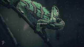 Video thumbnail of ""chameleon" // by Jacob Stanifer & Xander Sallows (Track #2 on Young Pop Renegades album)"