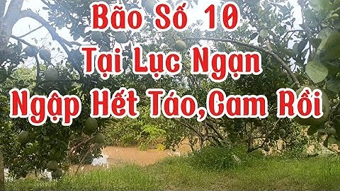BÃO SỐ 10 BUALOI TẠI LỤC NGẠN,LẠI NGẬP HẾT TÁO,CAM RỒI.30/9/2025