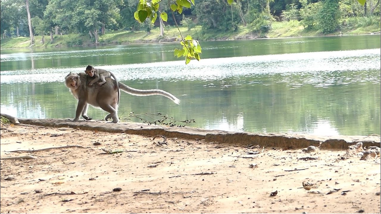 OMG! Look At Connie Kidnapped Baby Monkey Cinn? Why Baby Cinn Riding On Connie Back Side Like This?