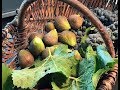 Cailles rties en feuille de vigne de vincent simon   les carnets de julie