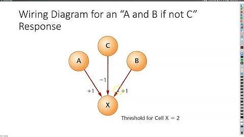 8 - neuronal circuits