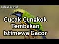 Suara Kicauan Burung Cucak Cungkok Nada Tembakan Istimewa Gacor Full Isian untuk Masteran