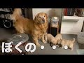 子供にごはんを譲ってしまう父ゴールンレトリバー golden retriever give his daughter meals
