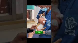Кот на прививке