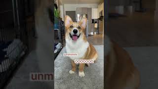 How My Corgi Dog Chooses His Scent How My Corgi Dog Chooses His Scent