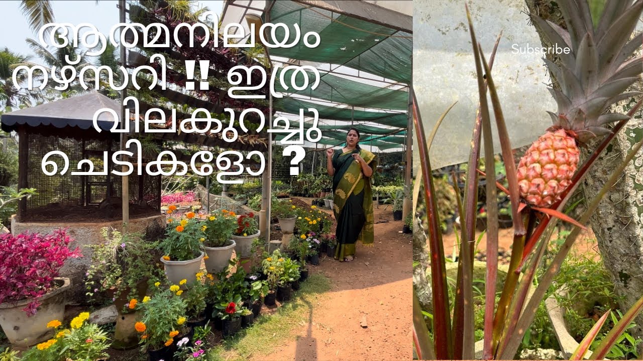 Athmanilayam Nursery!!!Garden Tour!!!ആത്മനിലയം നഴ്സറി !!!Biggest Nursery’!!