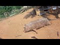 porco de 250 kilos separando pro abate
