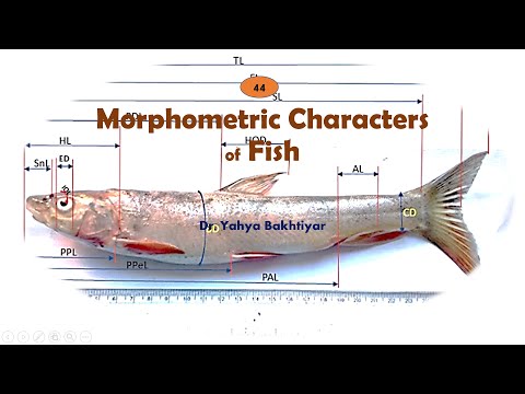 魚の44の形態計測文字|魚の測定方法|分類学のための魚の測定