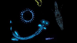 Bioluminescence 101: Marine Animals That Glow